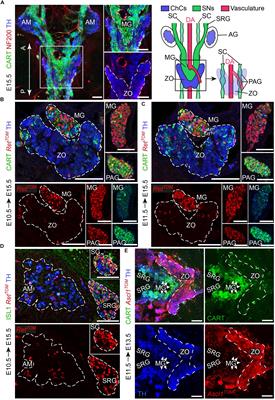 Schwann Cell Precursors Generate the Majority of Chromaffin Cells in Zuckerkandl Organ and Some Sympathetic Neurons in Paraganglia